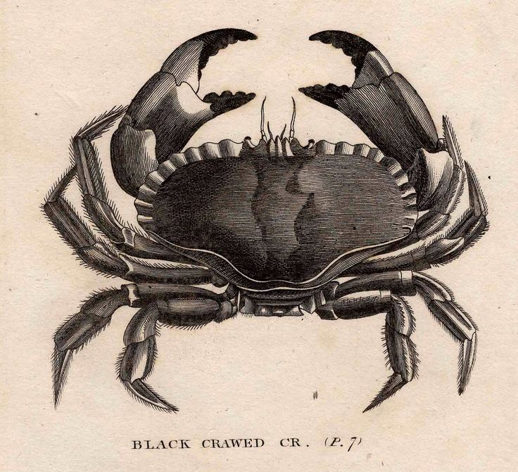 Mars Cancer/Retrograde 2024/2025